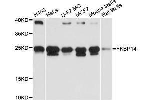 Western blot analysis of extracts of various cell lines, using FKBP14 antibody (ABIN6290382) at 1:3000 dilution. (FKBP14 抗体)