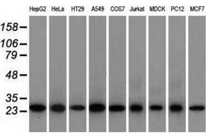 Western blot analysis of extracts (35 µg) from 9 different cell lines by using anti-EMG1 monoclonal antibody. (EMG1 抗体)