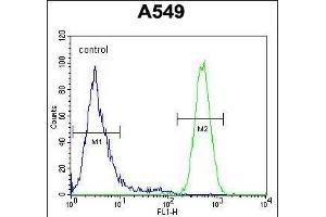ES1 Antibody (N-term) (ABIN654664 and ABIN2844360) flow cytometric analysis of A549 cells (right histogram) comred to a negative control cell (left histogram). (EPAS1 抗体  (N-Term))