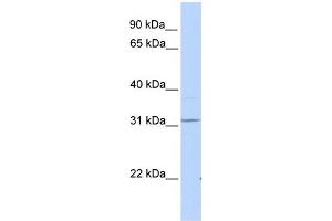 WB Suggested Anti-HHEX Antibody Titration: 0.