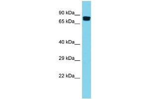 Western Blotting (WB) image for anti-Golgi-Associated, gamma Adaptin Ear Containing, ARF Binding Protein 2 (GGA2) (N-Term) antibody (ABIN2789726)