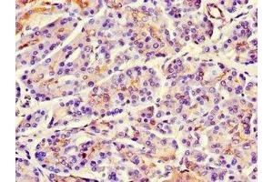Immunohistochemistry of paraffin-embedded human pancreatic tissue using ABIN7159746 at dilution of 1:100