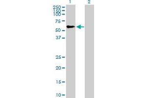 Western Blot analysis of TRIM46 expression in transfected 293T cell line by TRIM46 MaxPab polyclonal antibody. (TRIM46 抗体  (AA 1-498))
