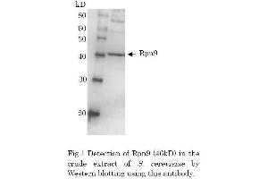 Western Blotting (WB) image for anti-Proteasome (Prosome, Macropain) 26S Subunit, Non-ATPase, 13 (PSMD13) (full length) antibody (ABIN2452116) (PSMD13 抗体  (full length))