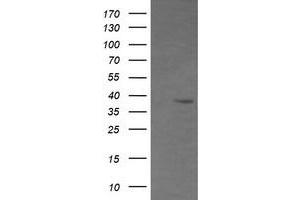 Image no. 1 for anti-CD33 (CD33) antibody (ABIN1497271) (CD33 抗体)