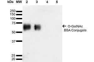 Western Blot analysis of Glycoconjugates showing detection of 67 kDa GalNAc-BSA using Mouse Anti-GalNAc Monoclonal Antibody, Clone 9B9 . (O-GalNAC 抗体 (HRP))
