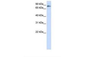 Image no. 1 for anti-Transmembrane and Coiled-Coil Domains 3 (TMCO3) (AA 72-121) antibody (ABIN6738343) (TMCO3 抗体  (AA 72-121))