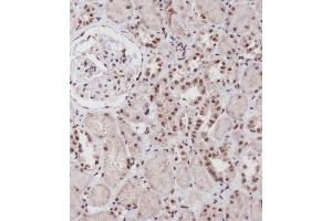 Immunohistochemical analysis of (ABIN656884 and ABIN2846084) on paraffin-embedded Human kidney tissue was performed on the Leica®BOND RXm. (SIM1 抗体  (N-Term))