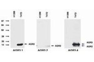 Western Blotting (WB) image for anti-Anterior Gradient 3 (AGR3) antibody (ABIN614770) (AGR3 抗体)