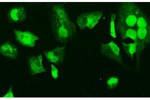 IF analysis of HMGB3 using anti-HMGB3 antibody (ABIN7603127). (HMGB3 抗体  (N-Term))