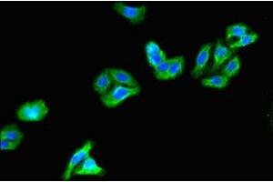 Immunofluorescent analysis of HepG2 cells using ABIN7163987 at dilution of 1:100 and Alexa Fluor 488-congugated AffiniPure Goat Anti-Rabbit IgG(H+L)