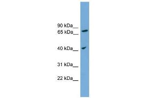 UNQ1887 antibody used at 1 ug/ml to detect target protein. (UNQ1887 (Middle Region) 抗体)