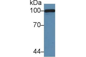 Western Blot; Sample: Mouse Serum; Primary Ab: 5µg/ml Rabbit Anti-Mouse C5a Antibody Second Ab: 0. (C5A 抗体  (AA 679-755))