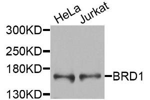 Western blot analysis of extracts of various cell lines, using BRD1 antibody (ABIN6003601) at 1/1000 dilution. (BRD1 抗体)