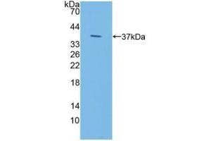 Detection of Recombinant IDUa, Human using Polyclonal Antibody to Iduronidase Alpha L (IDUa) (IDUA 抗体  (AA 28-306))
