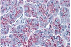 Human Pancreas: Formalin-Fixed, Paraffin-Embedded (FFPE) (Claudin 1 抗体  (AA 1-212))