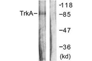 Western blot analysis of extracts from Jurkat cells, using Trk A (Ab-496) Antibody. (TRKA 抗体  (AA 471-520))