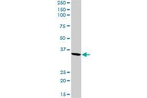 FGA MaxPab rabbit polyclonal antibody. (FGA 抗体  (AA 1-218))