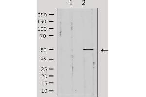 Western blot analysis of extracts from mouse brain, using Pim-1 Antibody. (PIM1 抗体  (Internal Region))
