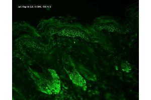 Immunohistochemistry analysis using Mouse Anti-Hsp60 Monoclonal Antibody, Clone LK-1 . (HSPD1 抗体  (HRP))