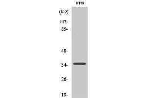 Western Blotting (WB) image for anti-Paired Box 9 (PAX9) (Internal Region) antibody (ABIN3186341) (PAX9 抗体  (Internal Region))