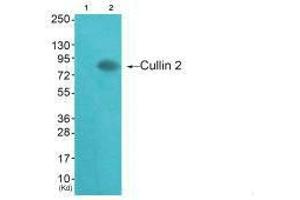 Western blot analysis of extracts from HepG2 cells (Lane 2), using Cullin 2 antiobdy. (Cullin 2 抗体)