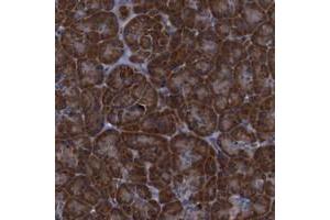 Immunohistochemical staining of human pancreas with PPIB polyclonal antibody  shows strong cytoplasmic positivity in exocrine glandular cells. (PPIB 抗体)