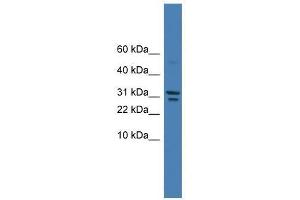 SPINT2 antibody used at 0. (SPINT2 抗体  (C-Term))
