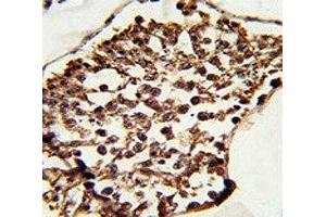 IHC analysis of FFPE human testis tissue stained with SET07 antibody (SETD8 抗体  (N-Term))