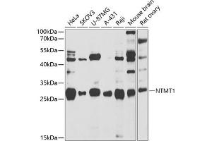 Western blot analysis of extracts of various cell lines, using NTMT1 antibody (ABIN6133076, ABIN6144899, ABIN6144900 and ABIN6222903) at 1:1000 dilution. (METTL11A 抗体  (AA 1-223))