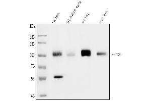 Western blot analysis of CD34 using anti-CD34 antibody (ABIN7600282). (CD34 抗体  (AA 170-386))