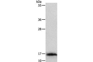 Western Blot analysis of Mouse thymus tissue using IL3 Polyclonal Antibody at dilution of 1:350 (IL-3 抗体)