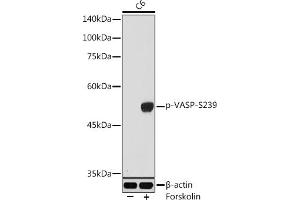Western blot analysis of extracts of C6 cells, using Phospho-VASP-S239 antibody (ABIN3019748, ABIN3019749, ABIN3019750, ABIN1682137 and ABIN1682138) at 1:1000 dilution. (VASP 抗体  (pSer239))