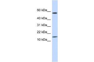 KAP11. (KRTAP11-1 抗体  (N-Term))