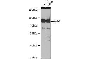 Western blot analysis of extracts of various cell lines, using Ku80 antibody (ABIN6130932, ABIN6150308, ABIN6150310 and ABIN6217336) at 1:1000 dilution. (XRCC5 抗体  (AA 540-732))