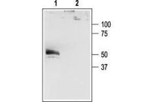 Western blot analysis of  transfected cells:1. (Potassium Channel, Subfamily K, Member 4 (KCNK4) Peptide)