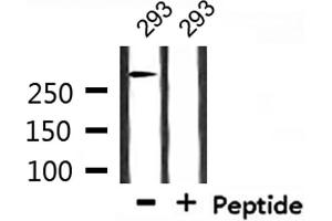 Western blot analysis of extracts from 293, using ATRX Antibody. (ATRX 抗体  (N-Term))