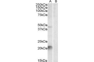 ABIN2563590 staining (2µg/ml) of Mouse Liver lysate (35µg protein in RIPA buffer) with (B) and without (A) blocking with the immunising peptide. (Kallikrein 6 抗体  (C-Term))