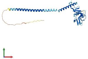 Protein Structure (PS) image for C-Type Lectin Domain Family 12, Member B (CLEC12B) (AA 1-275) protein (His tag) (ABIN7556971)