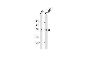 All lanes : Anti-PRKAR2A Antibody (C-Term) at 1:2000 dilution Lane 1: K562 whole cell lysates Lane 2: S whole cell lysates Lysates/proteins at 20 μg per lane. (PRKAR2A 抗体  (AA 312-346))