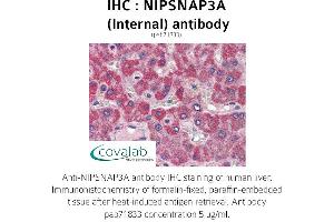 Image no. 1 for anti-Nipsnap Homolog 3A (NIPSNAP3A) (Internal Region) antibody (ABIN1737368) (NIPSNAP3A 抗体  (Internal Region))