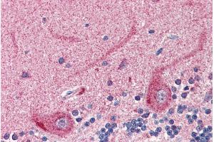 ABIN335163 (2µg/ml) staining of paraffin embedded Human Cerebellum.