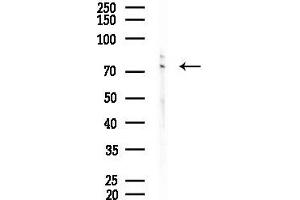 Western blot analysis of lysates from Hela cells(starvation 24h treatment), using ENaC gamma Antibody at 1/1000 dilution.