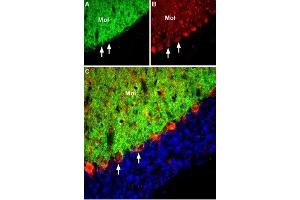 Immunohistochemistry (IHC) image for anti-Solute Carrier Family 1 (Neuronal/epithelial High Affinity Glutamate Transporter, System Xag), Member 1 (SLC1A1) (Intracellular) antibody (ABIN7043667)