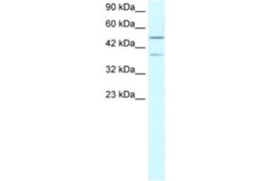 Western Blotting (WB) image for anti-Ubiquitin Specific Peptidase 3 (USP3) antibody (ABIN2460783) (USP3 抗体)