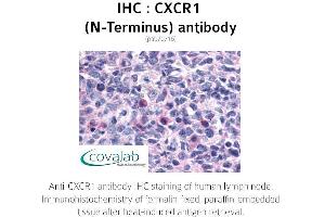 Image no. 1 for anti-Chemokine (C-X-C Motif) Receptor 1 (CXCR1) (Extracellular Domain), (N-Term) antibody (ABIN1733393) (CXCR1 抗体  (Extracellular Domain, N-Term))