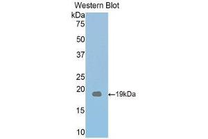 Western Blotting (WB) image for anti-Thrombospondin 1 (THBS1) (AA 515-671) antibody (ABIN1860741)