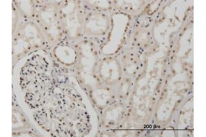 Immunoperoxidase of monoclonal antibody to MSI1 on formalin-fixed paraffin-embedded human kidney. (MSI1 抗体  (AA 1-87))