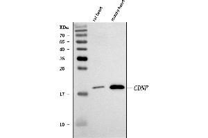 Western blot analysis of Cdnf using anti-Cdnf antibody (ABIN7600890).
