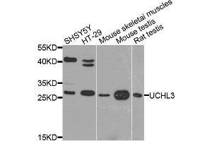 Western blot analysis of extract of various cells, using UCHL3 antibody. (UCHL3 抗体)